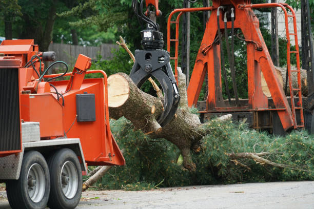 Why Choose Our Tree Removal Services in Salineville, OH?