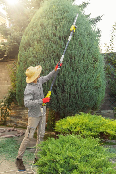 Best Hedge Trimming  in Salineville, OH